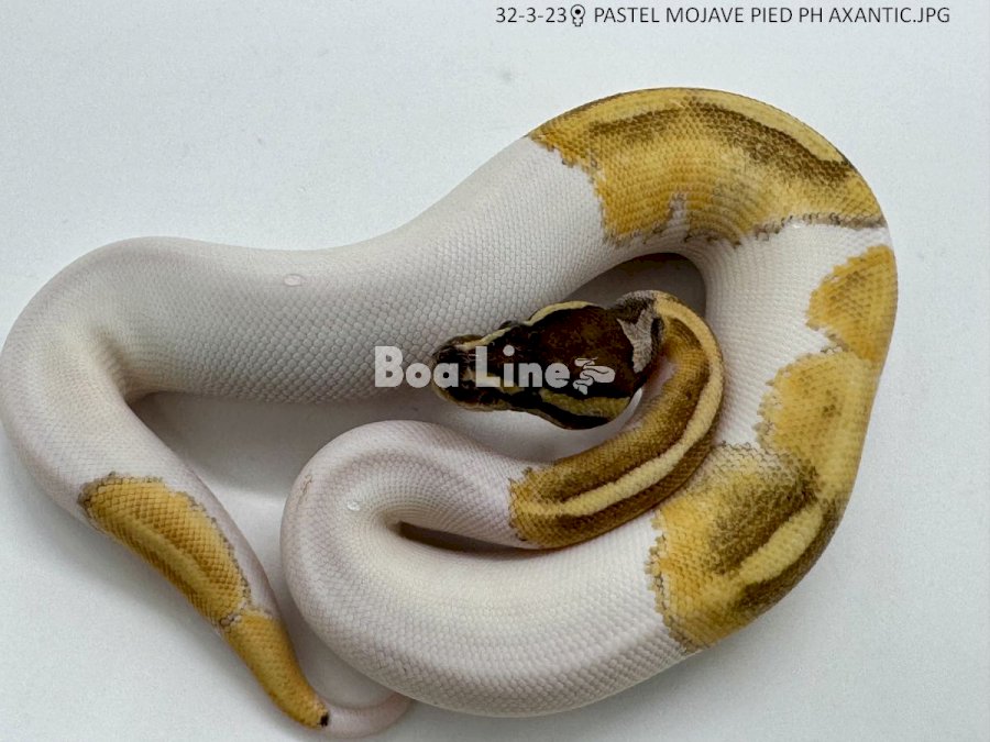 PASTEL MOJAVE PIED PH AXANTIC